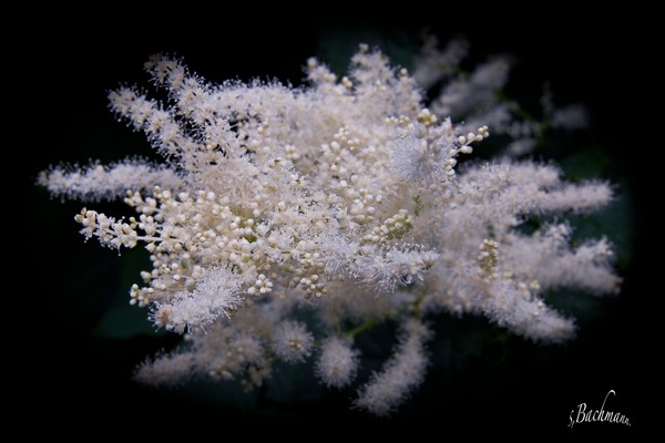 Flower of a mountain ash !
