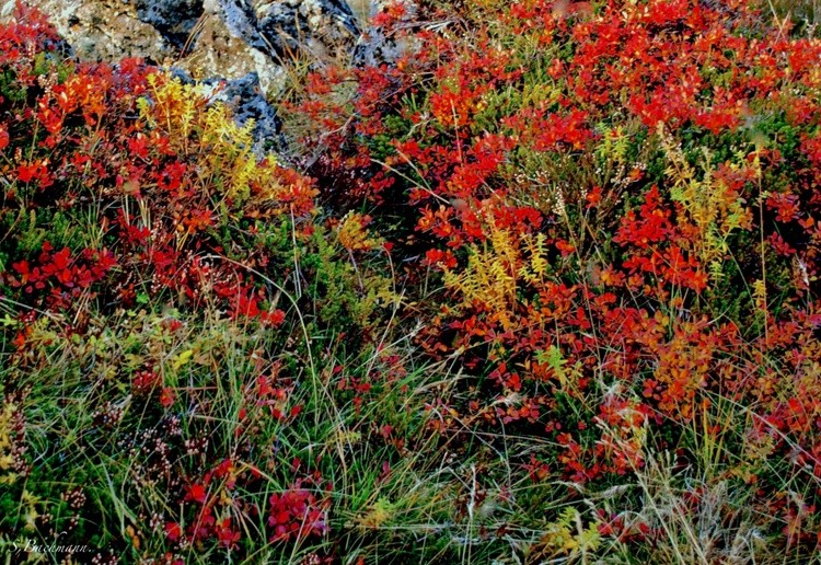 Autumn flora and colours.