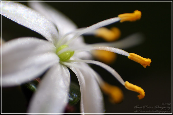 Flower Macro