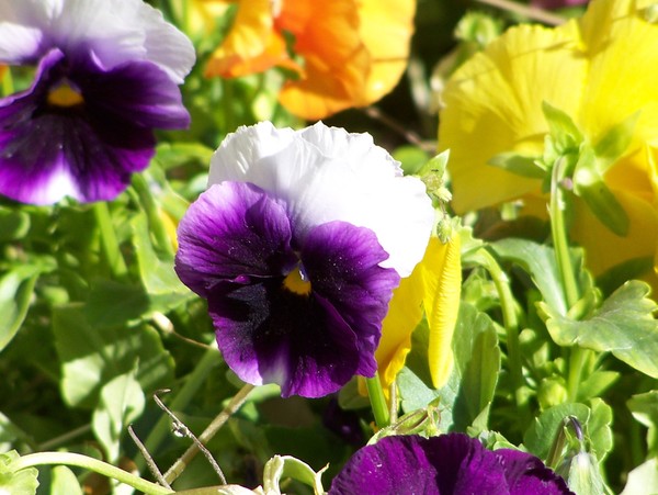 PANSY