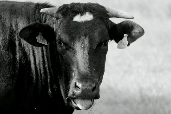 Mooooooooh!