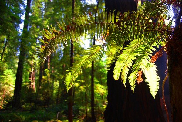 AWESOME REDWOODS WITH FERN