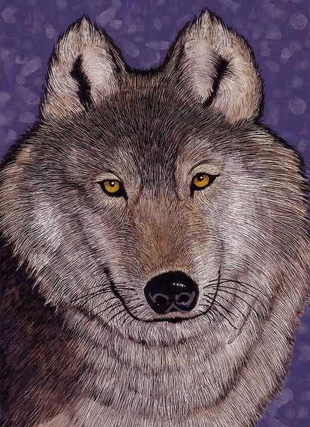 'Montana Wolf'