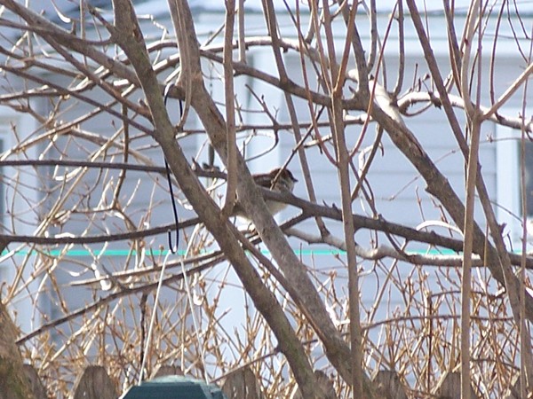 Bird