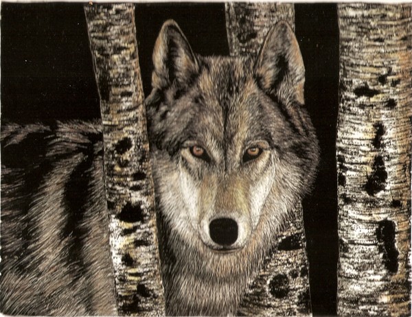 wolf in birch #1