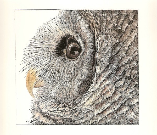 owl in profile re:hope in profile