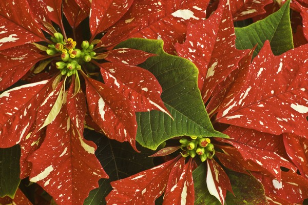 Merry Christmas - Happy Holidays