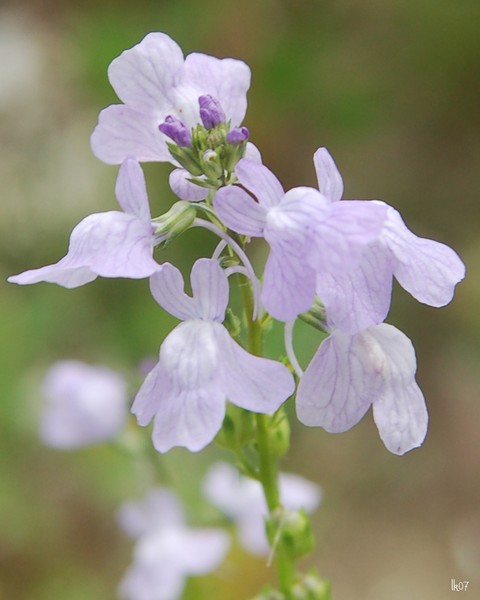 LAVENDAR WILDFLOWERS - 2788