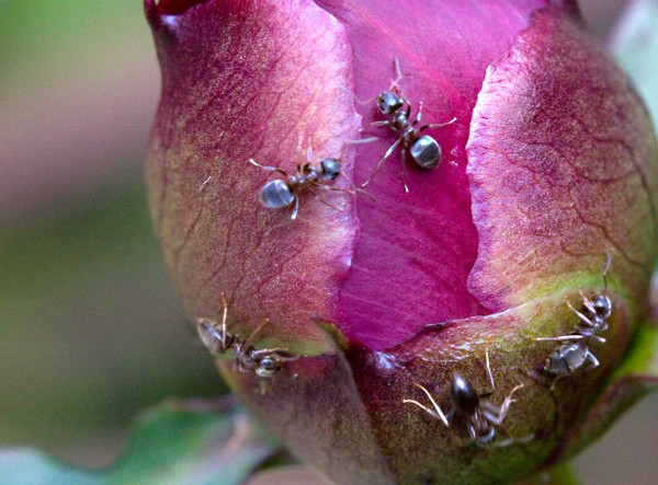 Plants and ants