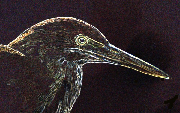 Green Heron 