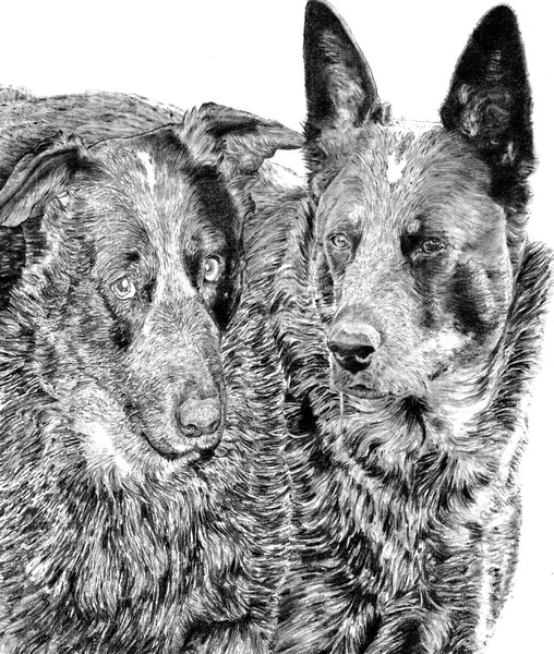 Dogs Portrait