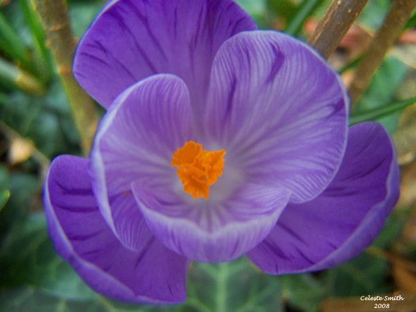 Song for Spring