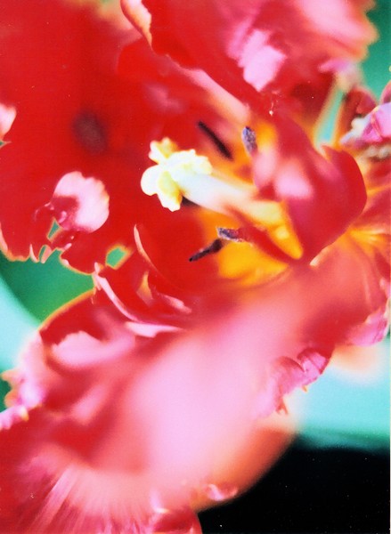 the red flower
