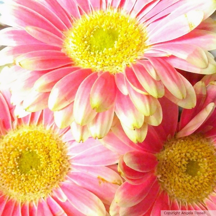 Pretty in Pink 