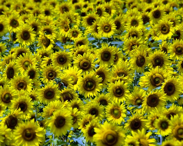 Sun Flowers-2