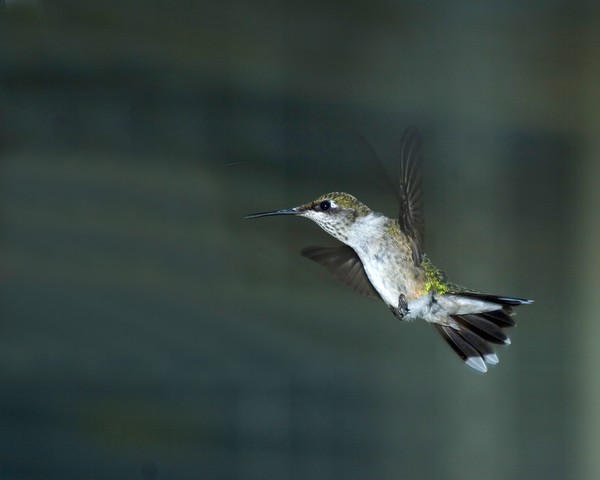 Ruby-throat Hummingbird
