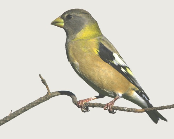 Female Evening Grosbeak
