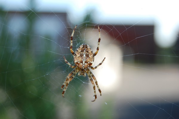 spider at work
