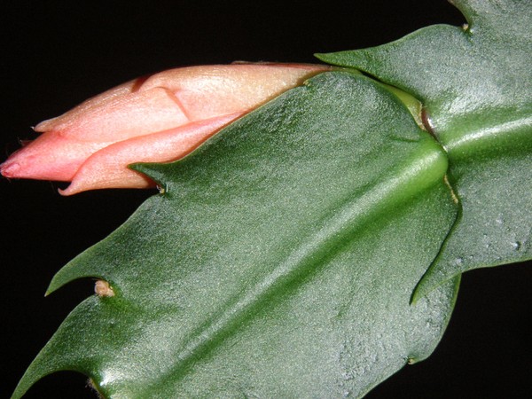 Holiday Cactus Budding