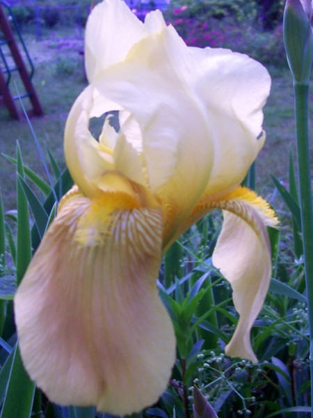 Yellow Iris. Photo.