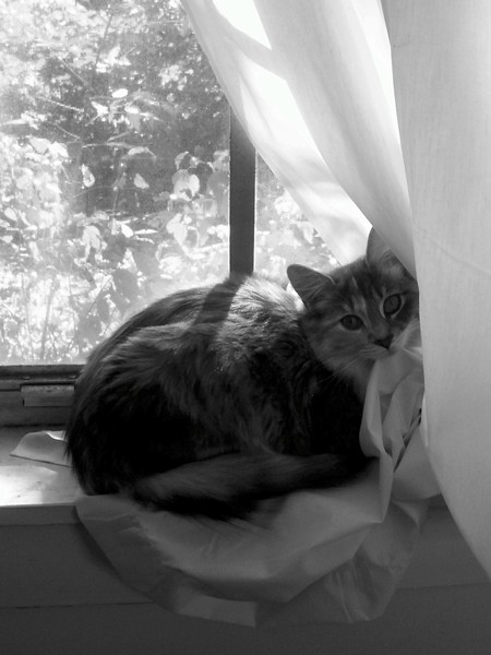 Photo. Angel. 