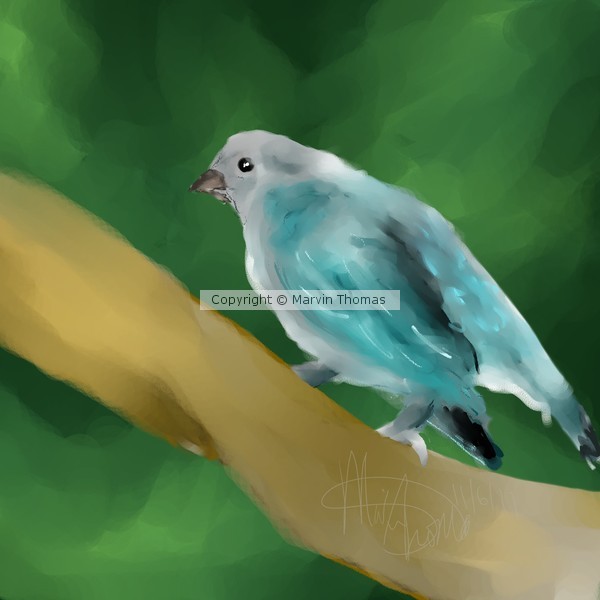 BirdSpeedPaint2