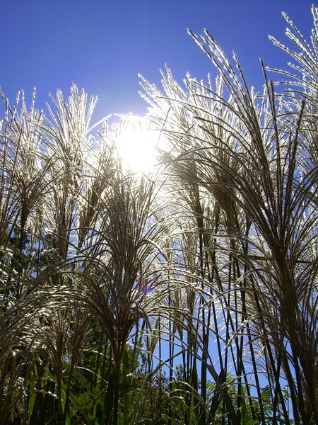 The peeking sun