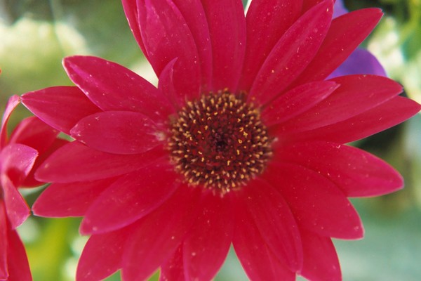 Daisy