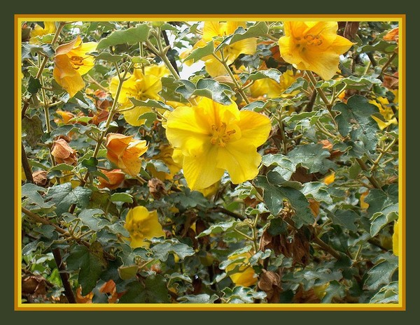 yellow flowering tree