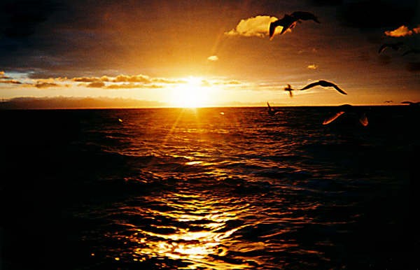early rise