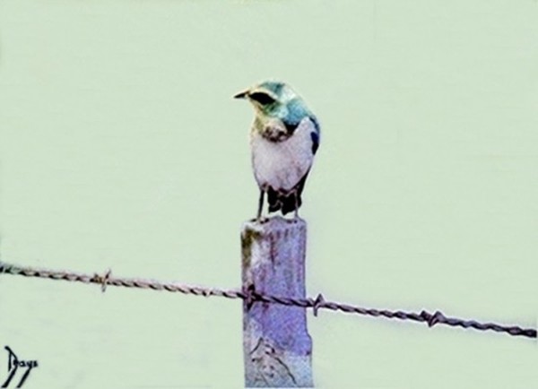My Damn Bird Painting