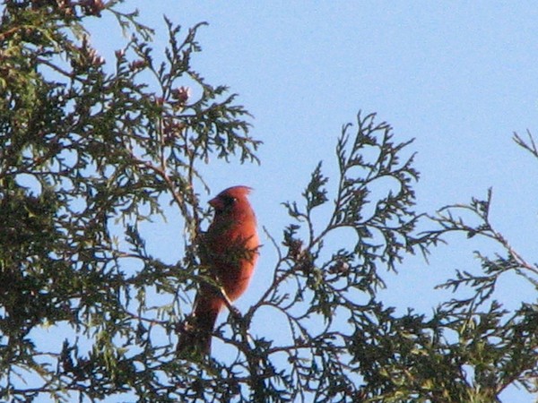 cardinal