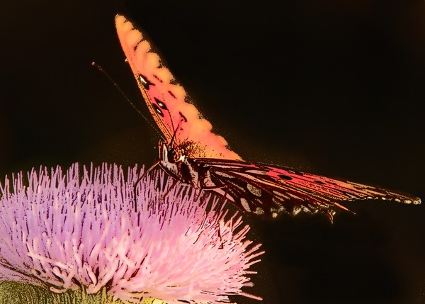 Sunset on a thistle