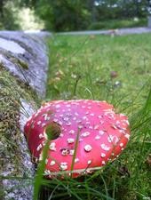 Scottish Mushroom