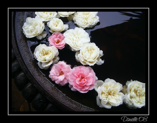 Hunter Valley Roses