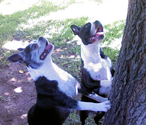 Treed By Bostons