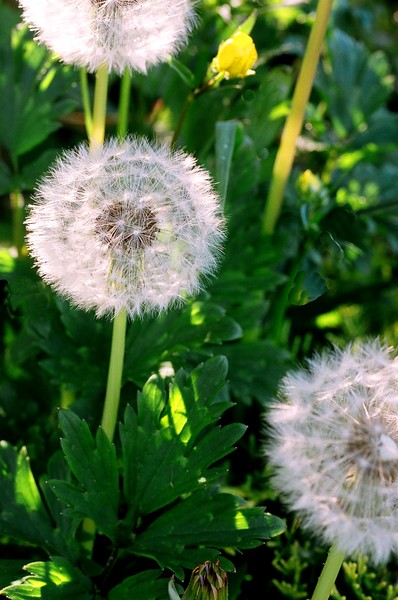 Dandelion Halos