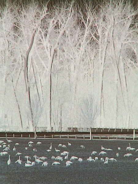 The Geese Have Landed