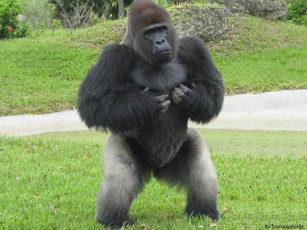 silverback