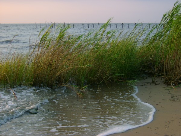 Brown Pelicans in the Distance