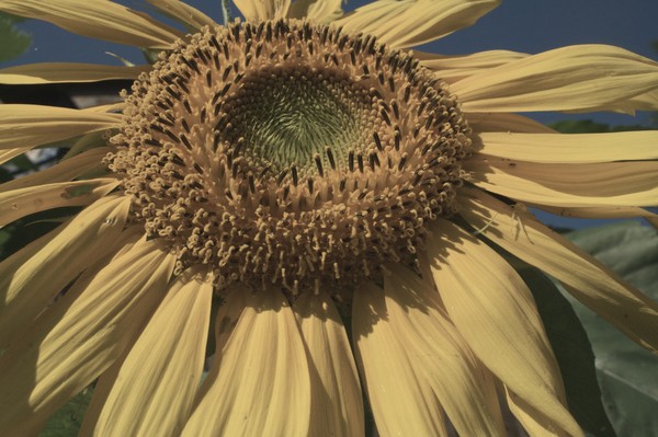 The Original Peace Flower