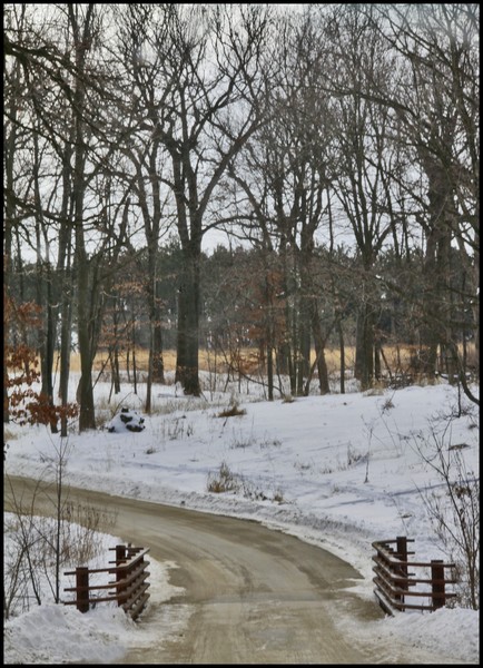 WINTER IN THE FOREST