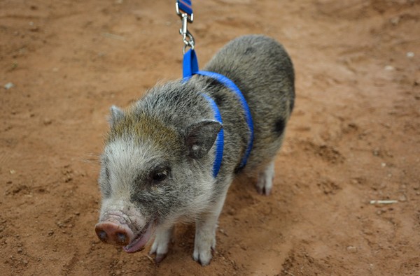 Micro Piggy
