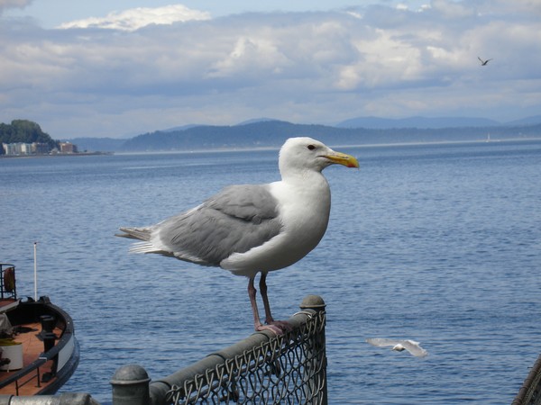 Seagull
