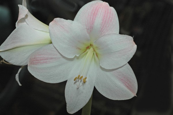 Amaryllis