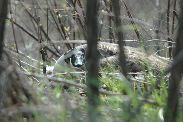 A Goose on Eggs
