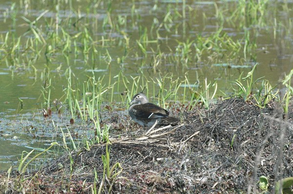  Hen & Drake Wood Duck
