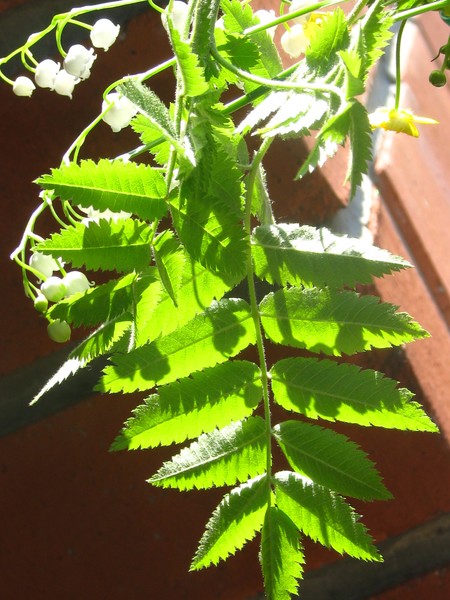 SUN...