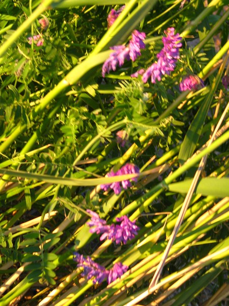 beach florals..series