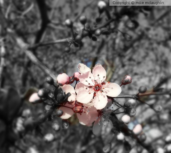 First Blossom